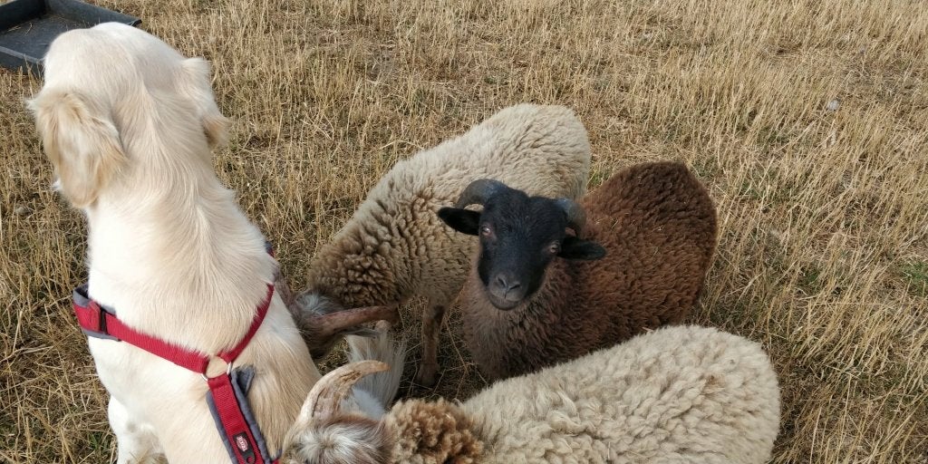 lief en rustig handtam ouessant bokje 50 euro, Dieren en Toebehoren, Mannelijk, Schaap