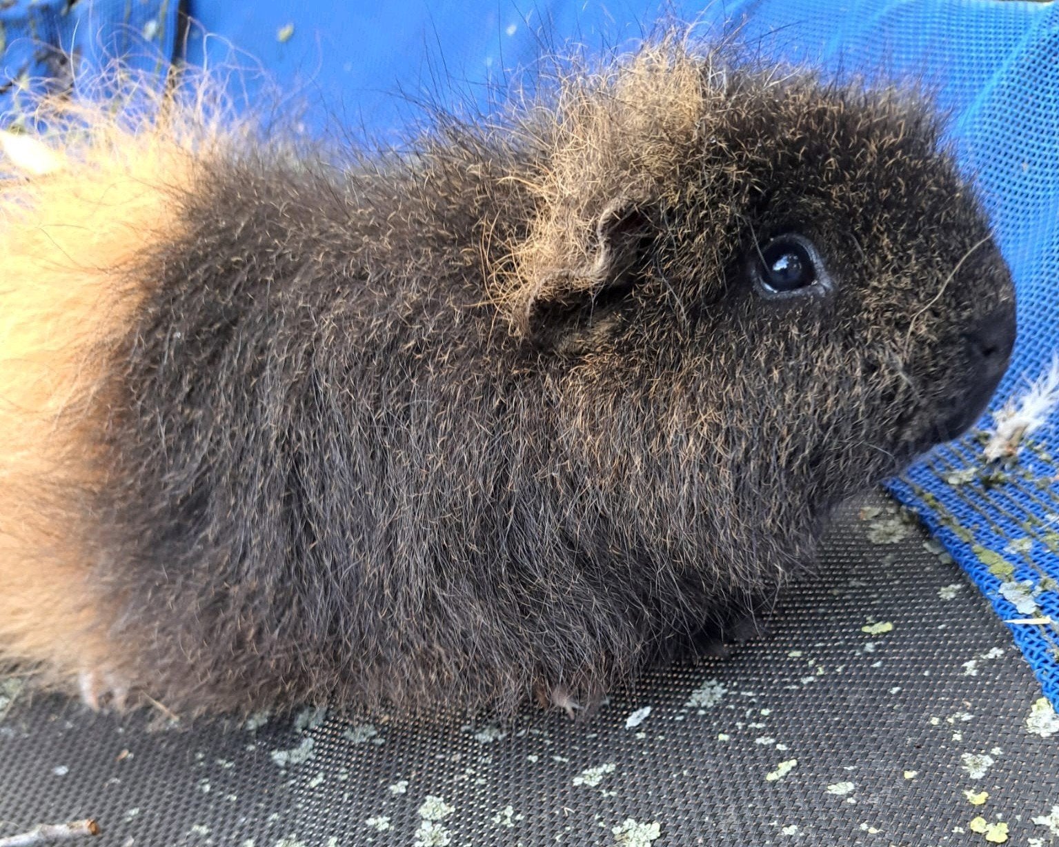 Tamme ch Teddy cavia beer, Dieren en Toebehoren, Knaagdieren, Cavia, Februari, Mannelijk, Tam