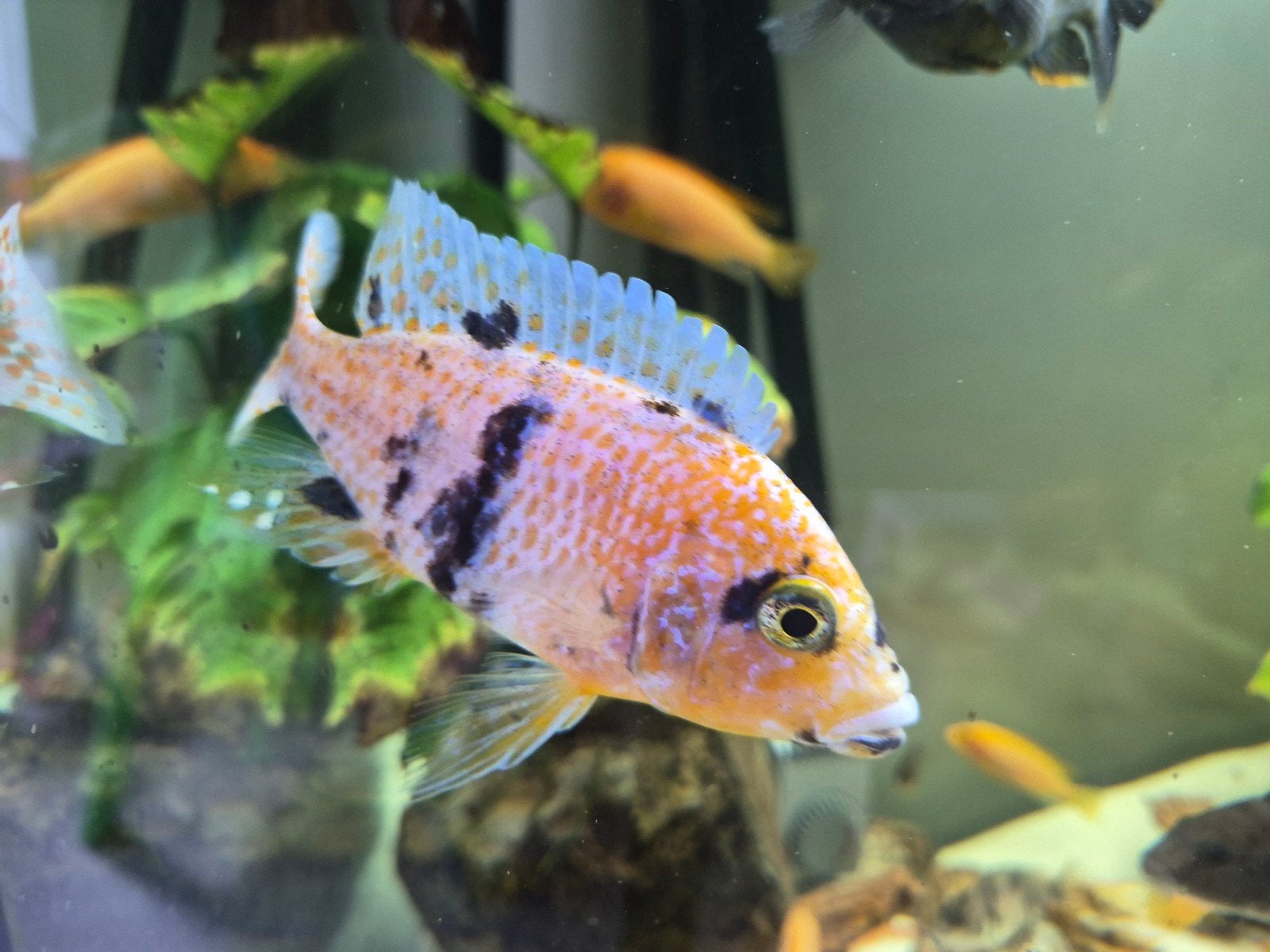 multicolor aulonacara, Dieren en Toebehoren, Vis, Zoetwatervis