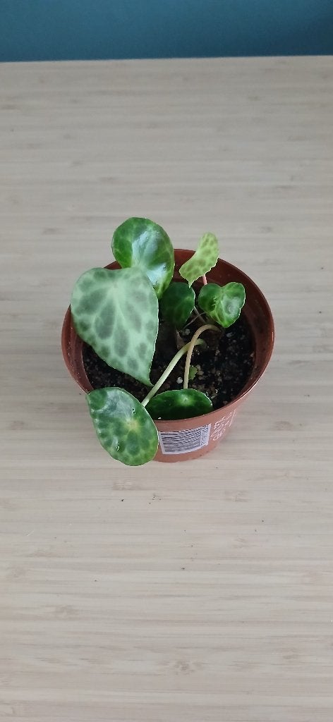 Begonia kingiana, Plante verte, Enlèvement, Autres espèces, Moins de 100 cm