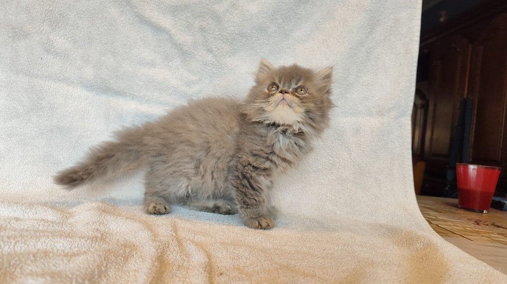 pers kitten opzoek naar liefdevol huisje, Chat, Avec puce électronique, 0 à 2 ans
