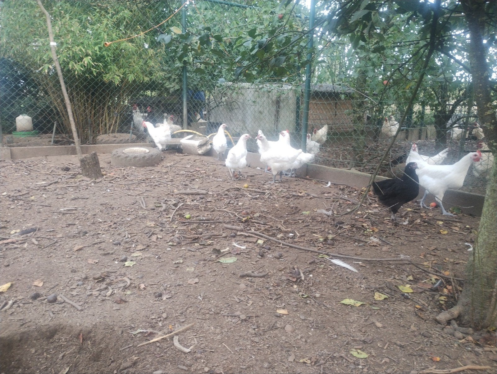 coqs destinés à l'abattage ou à la reproduction, Mâle, Poule ou poulet
