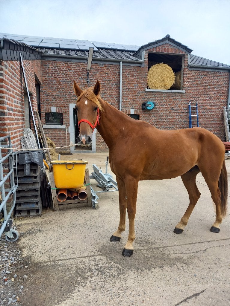 Hongre, Animaux & Accessoires, Débourré, 160 à 165 cm, Cheval de récréation, 3 à 6 ans