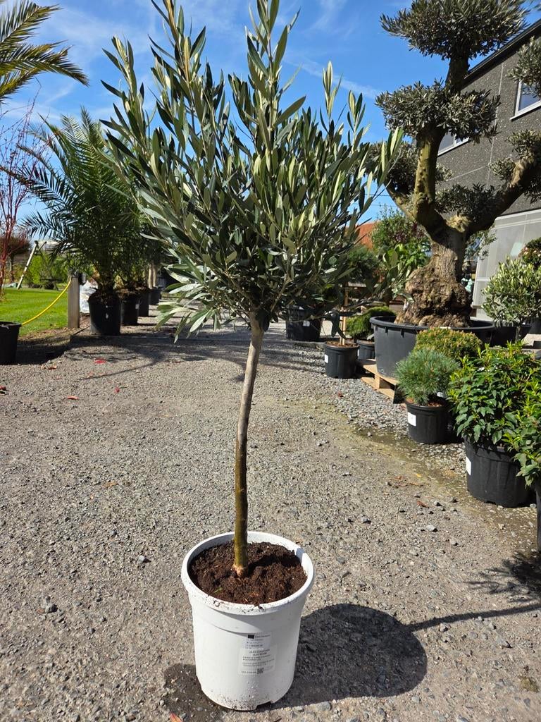 Olijfboom Olea Europaea, Tuin en Terras, Ophalen, Olijfboom