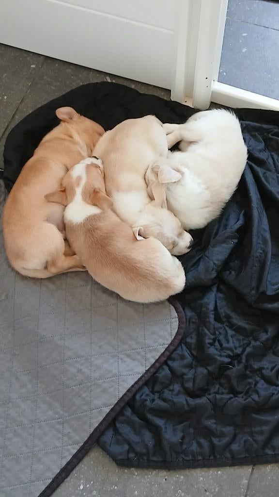 chihuahua pups, Dieren en Toebehoren, België, Fokker | Hobbymatig, 8 tot 15 weken, Meerdere