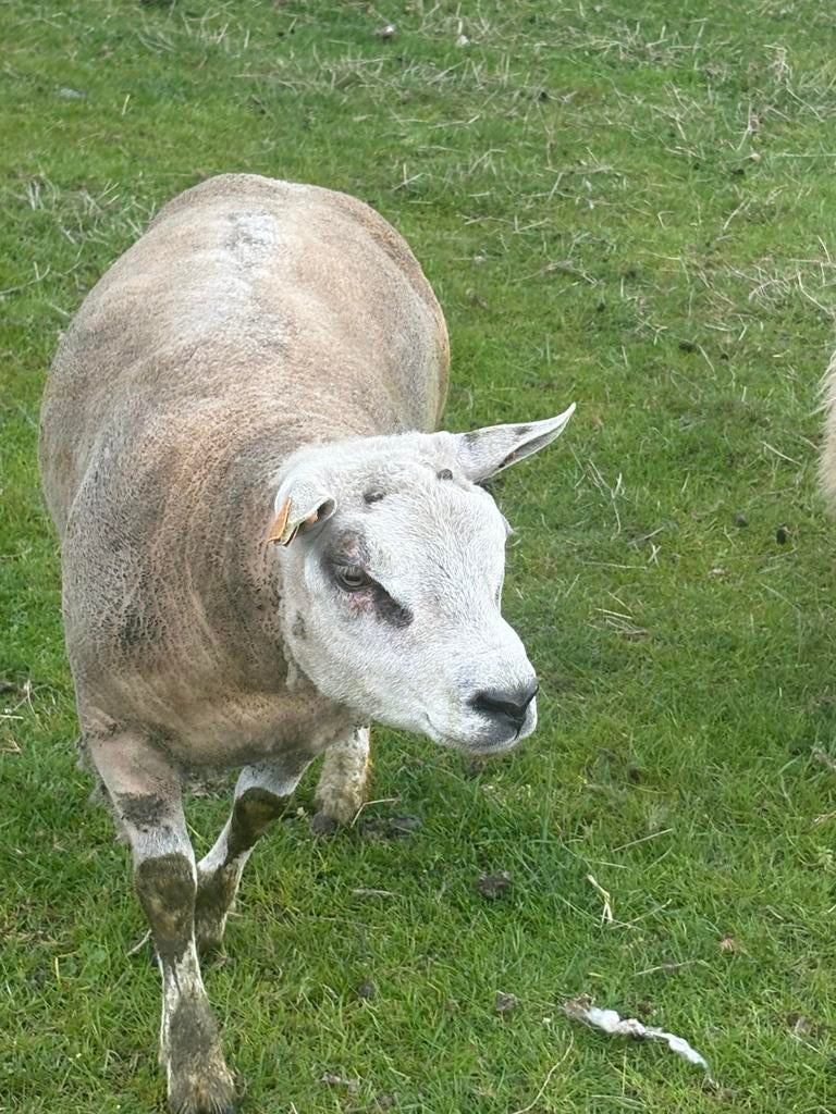 Te koop: Prachtige Franse Texel ram, Dieren en Toebehoren, Schapen, Geiten en Varkens