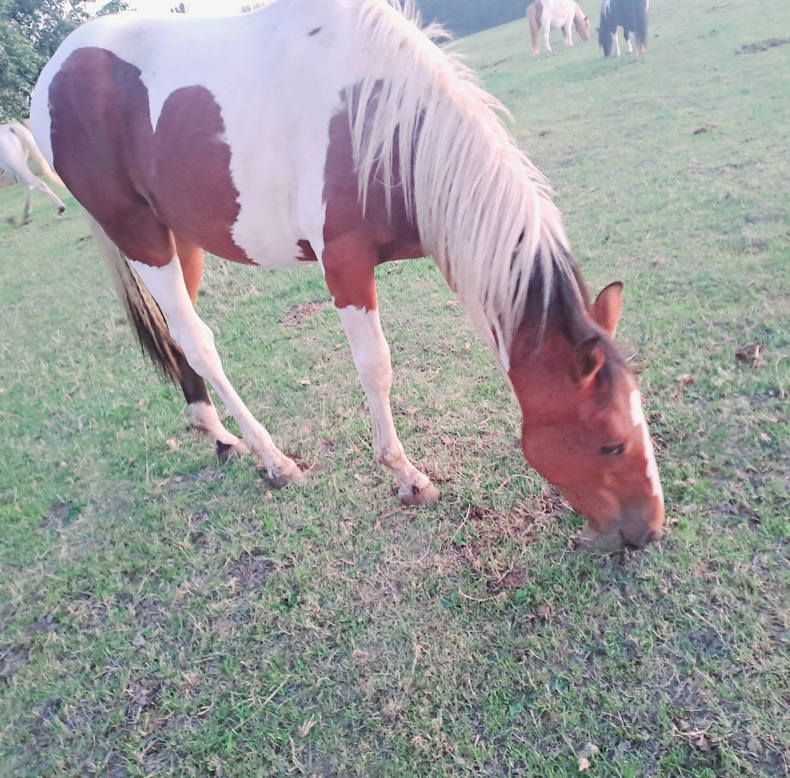 pinto jaarling merrie, Dieren en Toebehoren, Merrie, Minder dan 160 cm, Gechipt, 0 tot 2 jaar