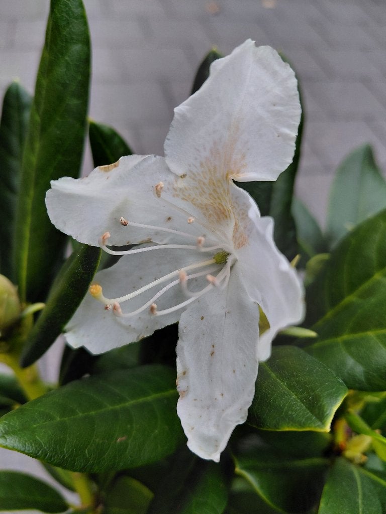 Rhododendron Cunningham's White, Jardin & Terrasse, Plantes | Jardin, Enlèvement, Mi-ombre