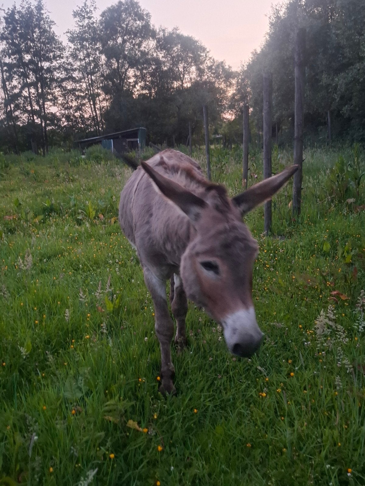 Étalon Brave Ezel à vendre, Animaux & Accessoires, Chevaux, Vermifugé, Moins de 160 cm, 7 à 10 ans, Ne s'applique pas