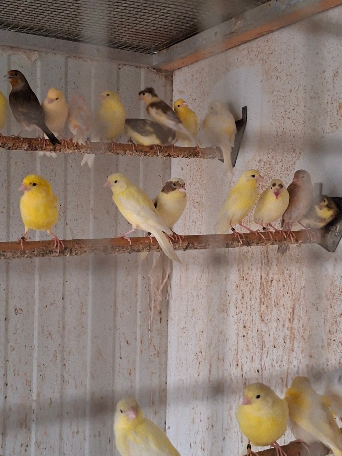 Kanaries jonge  15euro stuk, Dieren en Toebehoren