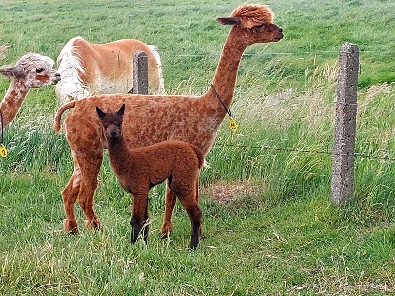 Alpaca, Dieren en Toebehoren, Juni, Vrouwelijk