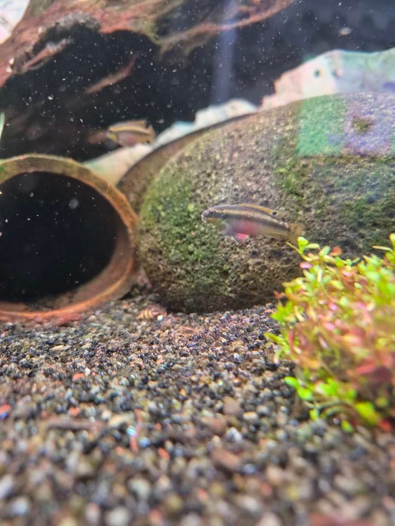Kersenbuik ciclide, Dieren en Toebehoren, Vissen | Aquariumvissen, Vis