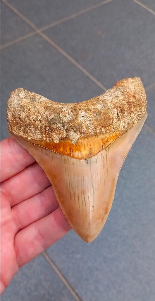 Mooie Megalodon haaientand fossielen, Verzamelen, Ophalen of Verzenden, Fossiel