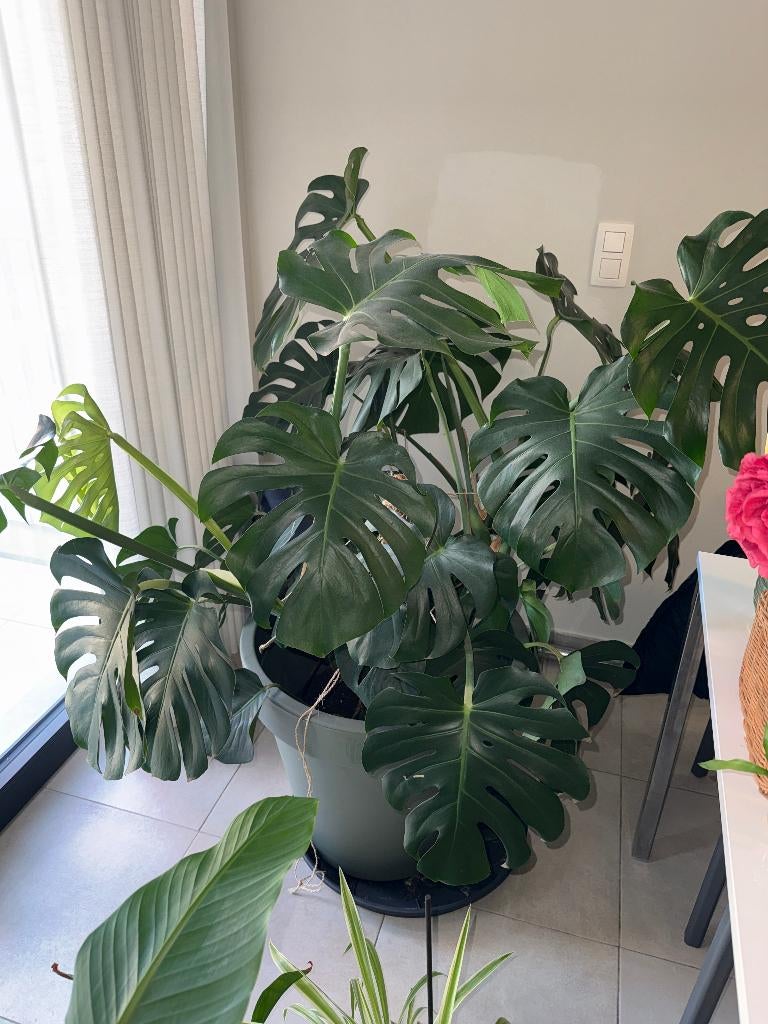 Monstera Deliciosa, Huis en Inrichting, Kamerplanten, Ophalen, Overige soorten, In pot, 150 tot 200 cm