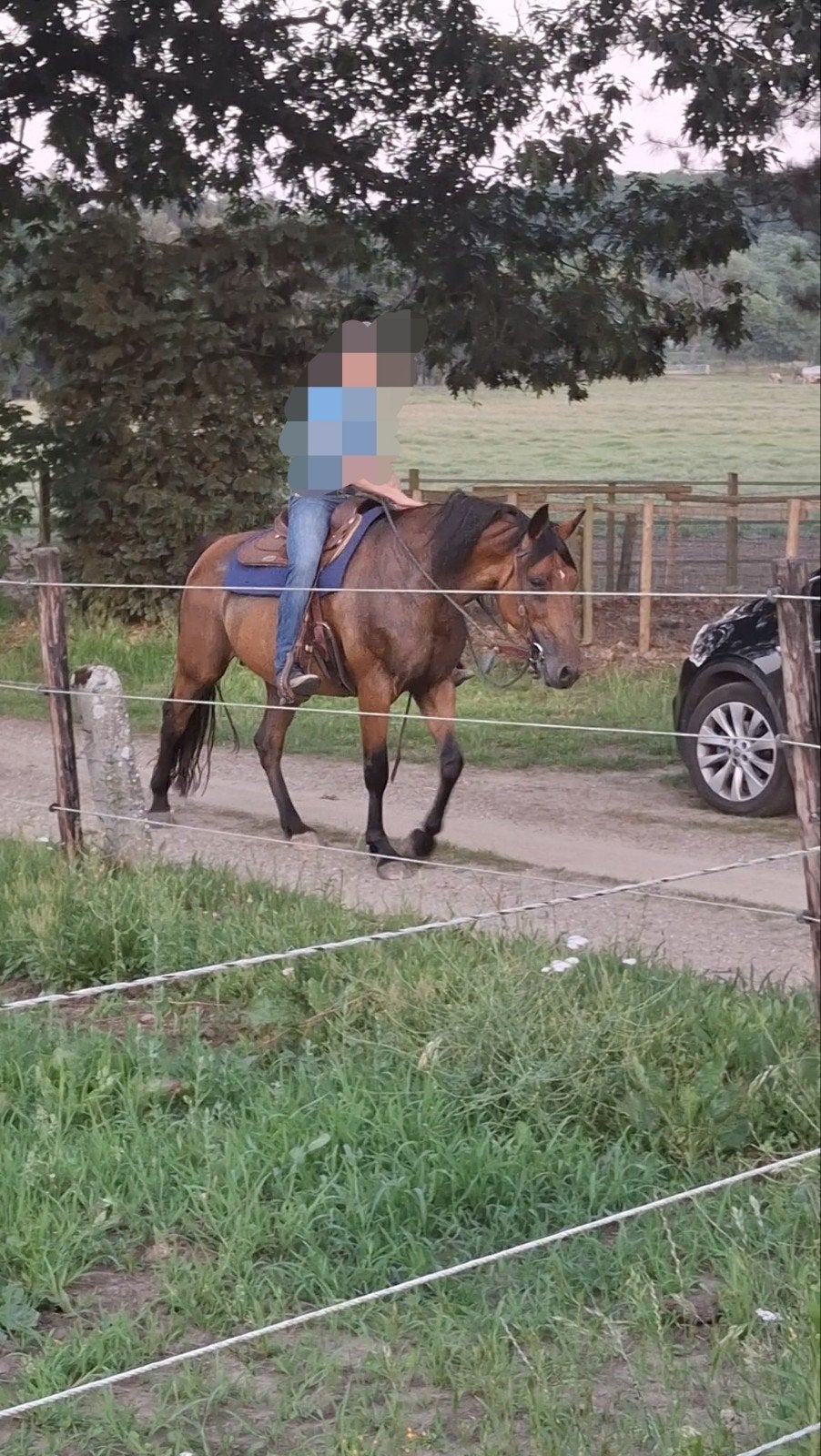 Lieve voelende merrie zoekt nieuwe thuis, Jument