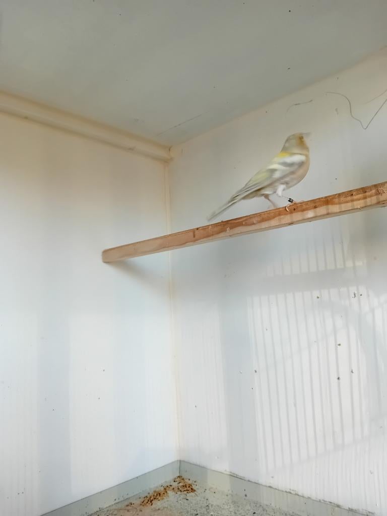 Opaal vink