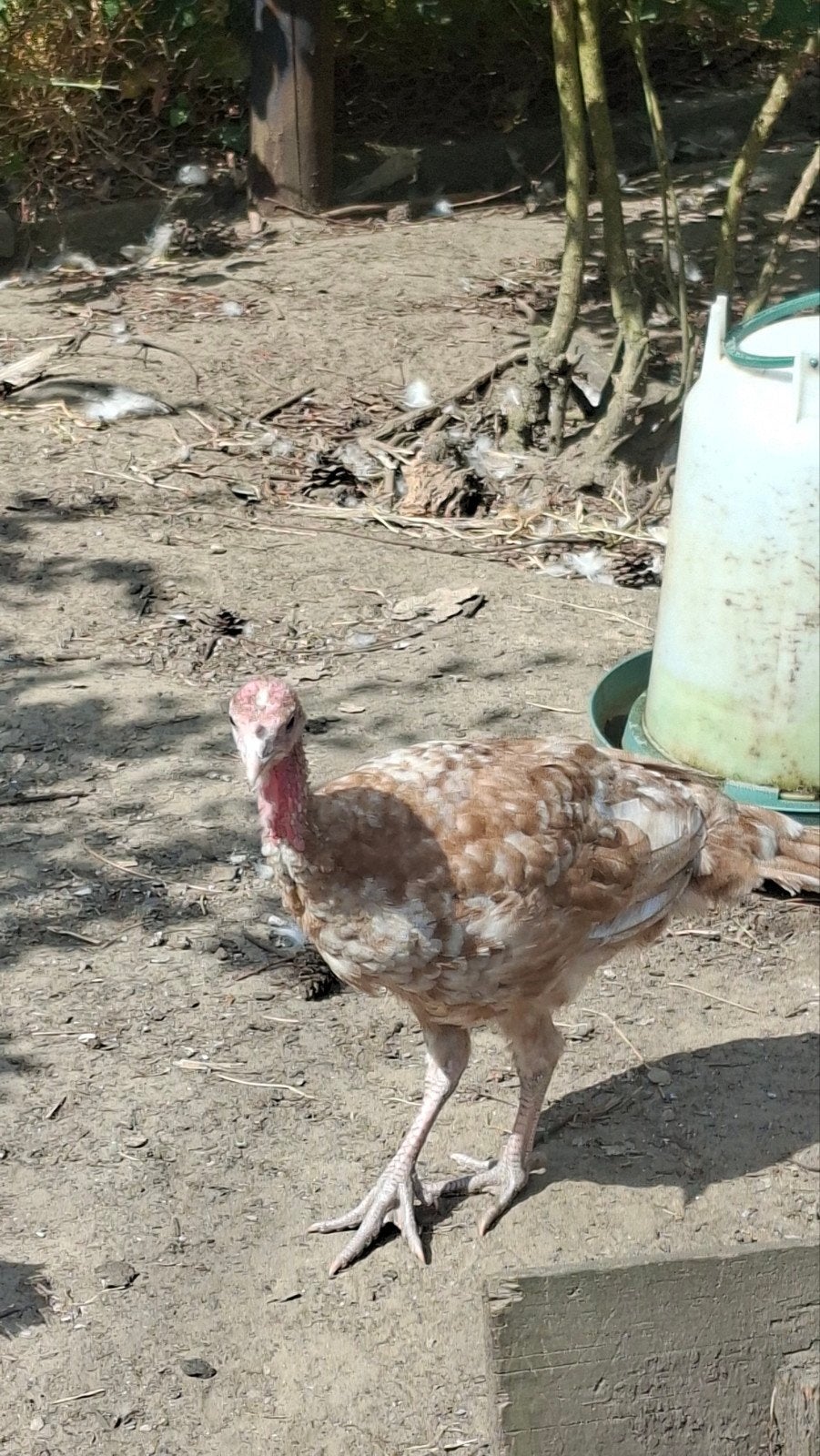 Dinde rouge des Ardennes - jeune coq