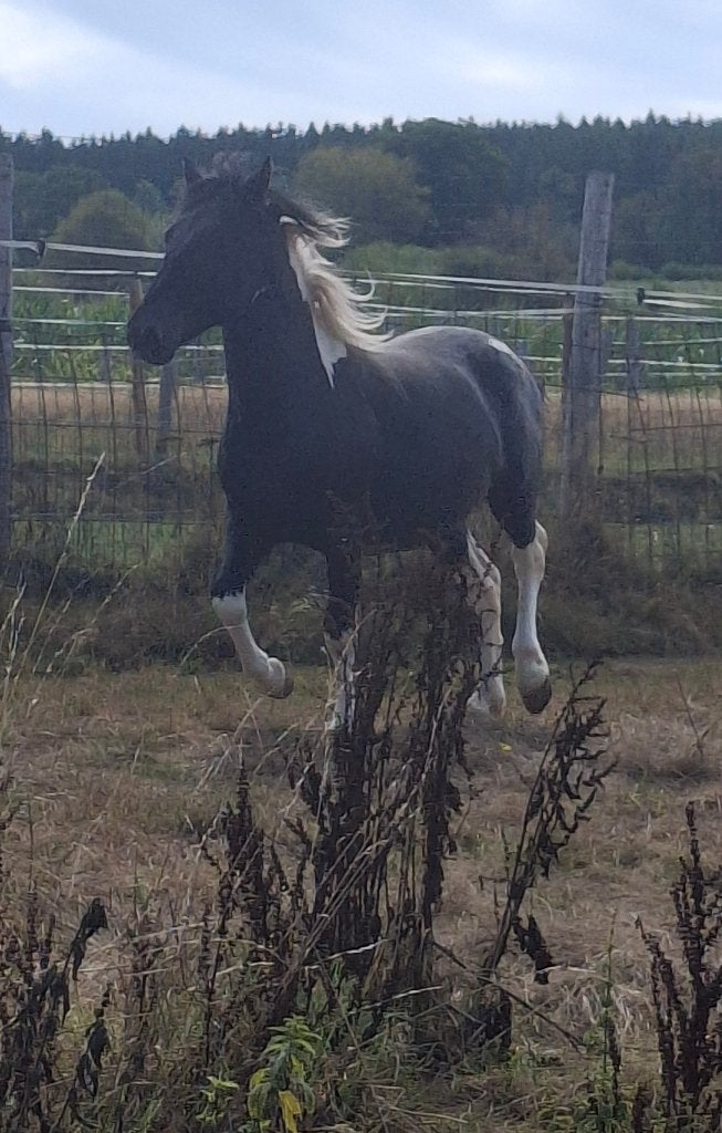 Poulain pie apploosa, Étalon, Non dressé, Vermifugé, 0 à 2 ans