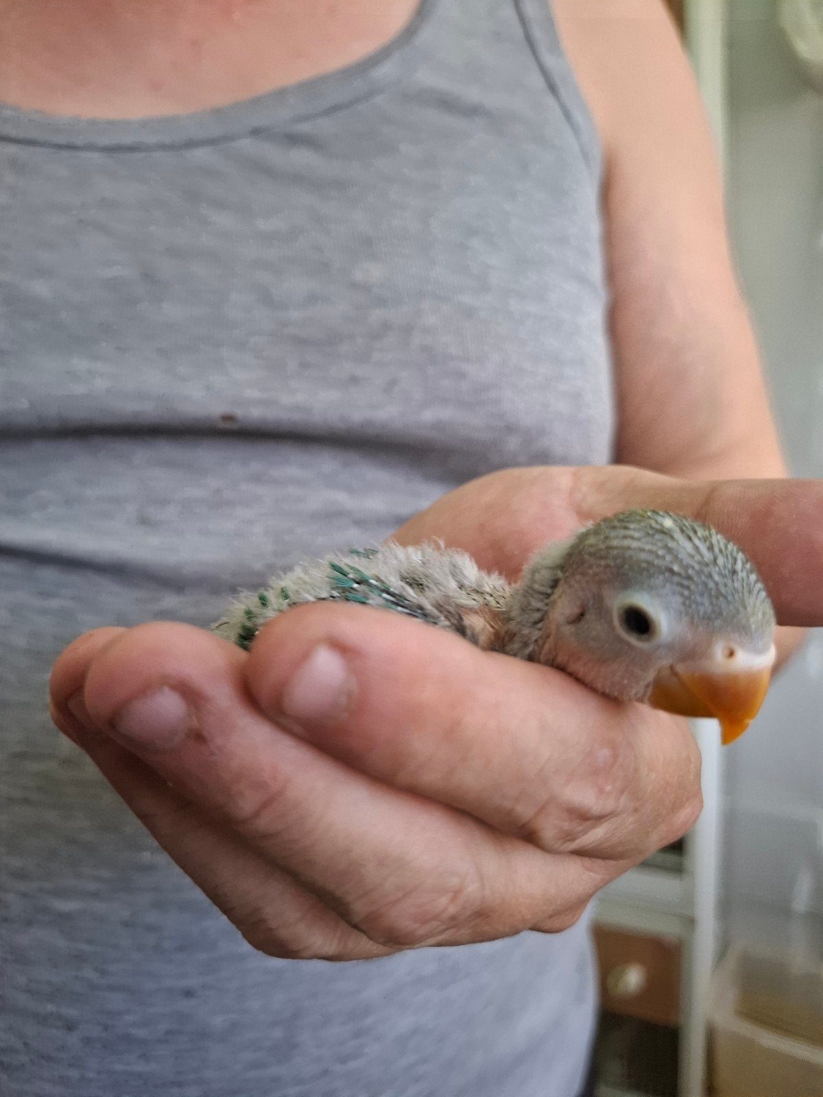 agapornis fisher babys handtam