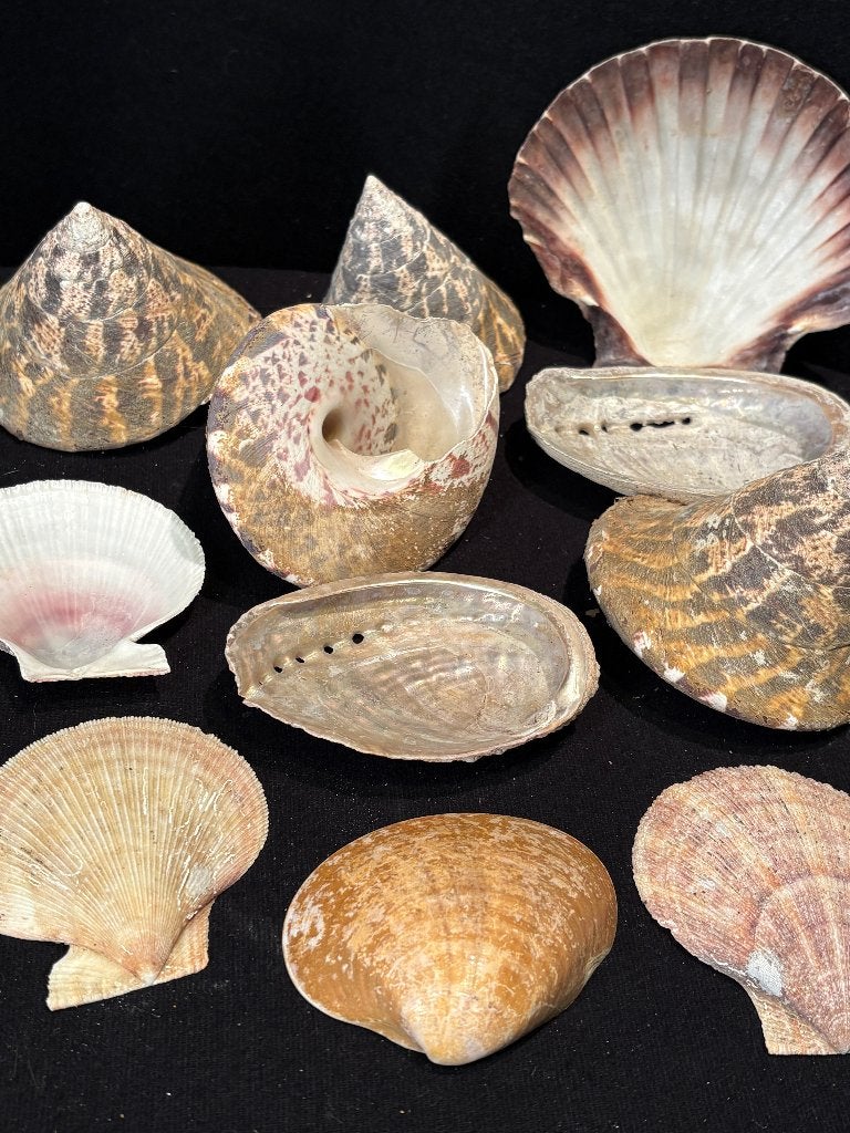 Collectie Schelpen, Ophalen of Verzenden, Schelp(en)