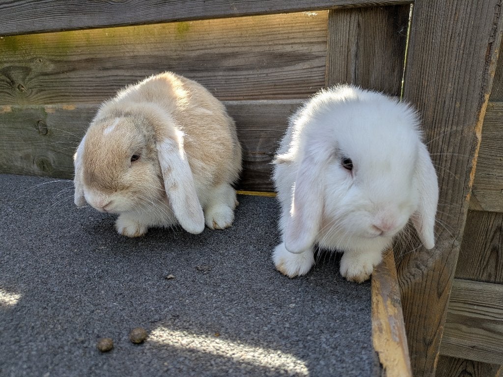 Hangoor konijn, Dieren en Toebehoren, Konijnen, Vrouwelijk, Klein, Hangoor, 0 tot 2 jaar