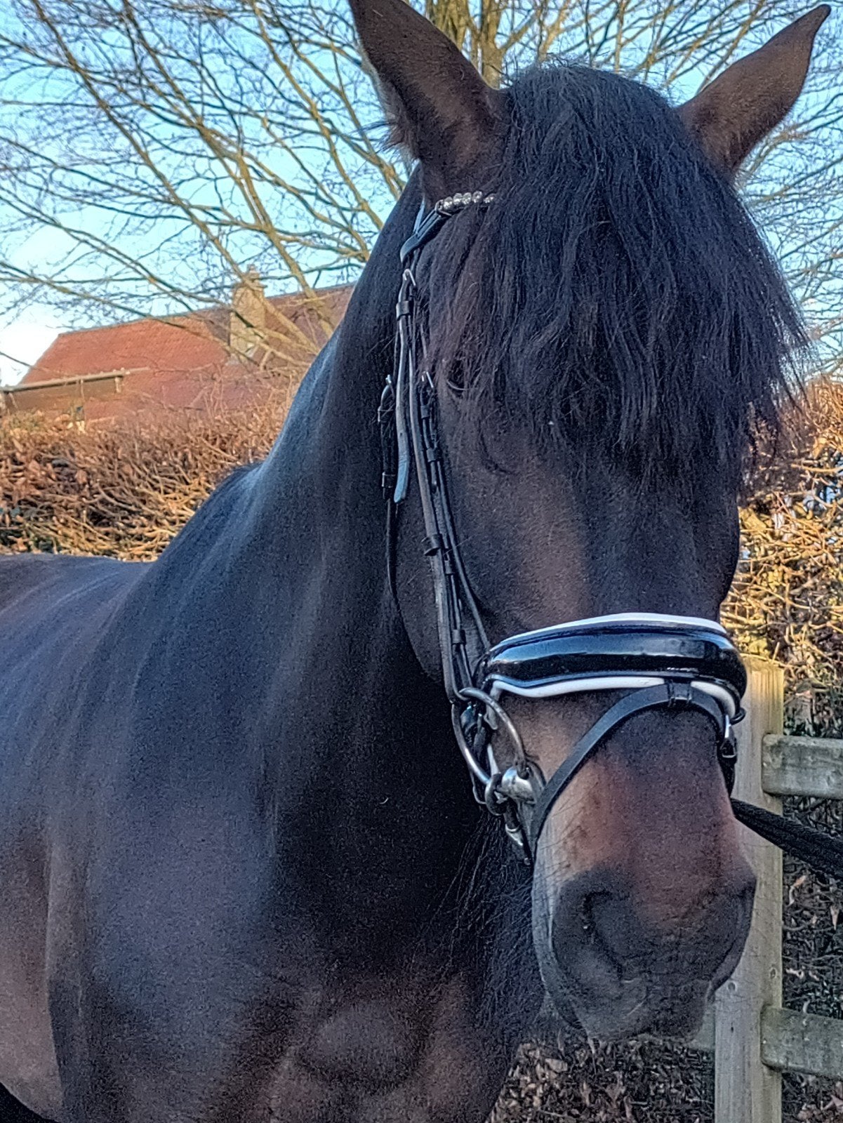 Recreatiepaard te koop/ruilen, Hongre, Cheval de récréation