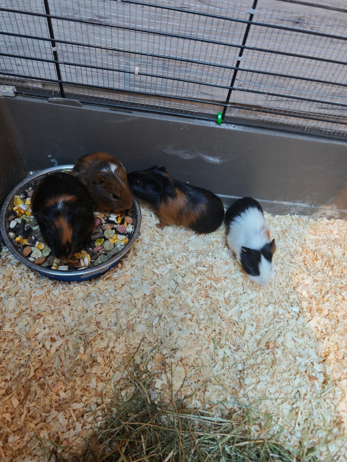 jongskes cavia, Dieren en Toebehoren, September, Meerdere dieren, Cavia