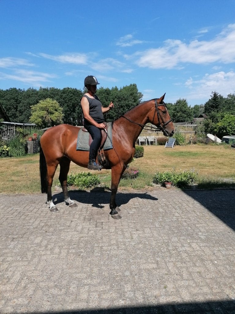 Grote 8 jarige brave ruin te koop, Avec pedigree, Hongre, Débourré, 7 à 10 ans