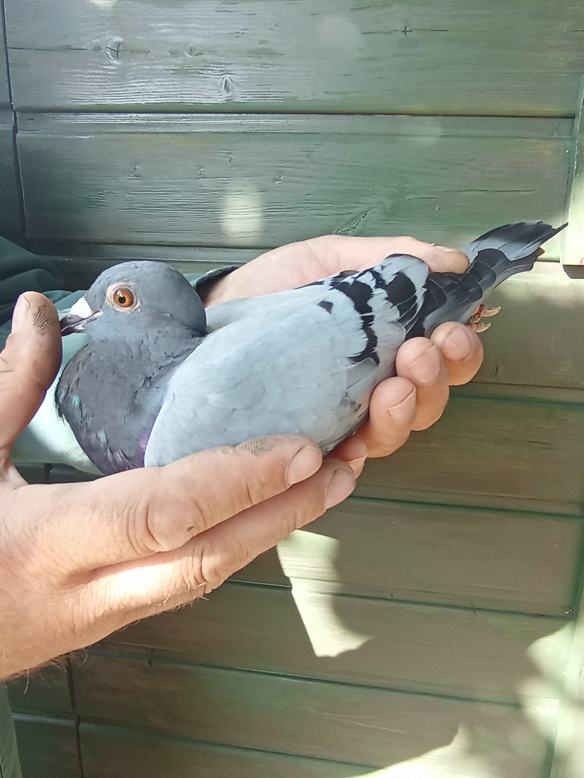 doffer 2026, Dieren en Toebehoren, Mannelijk, Postduif