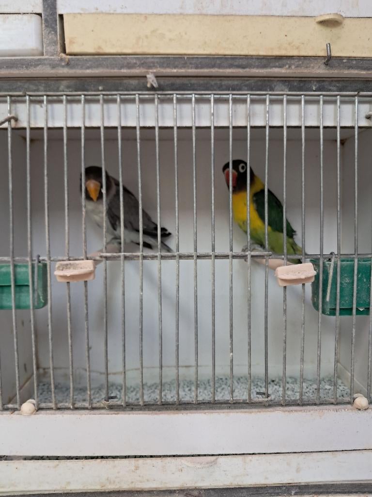 8 fischeri en personata, agaporniden, parkieten, Dieren en Toebehoren, Meerdere dieren, Dwergpapegaai of Agapornis, Geringd