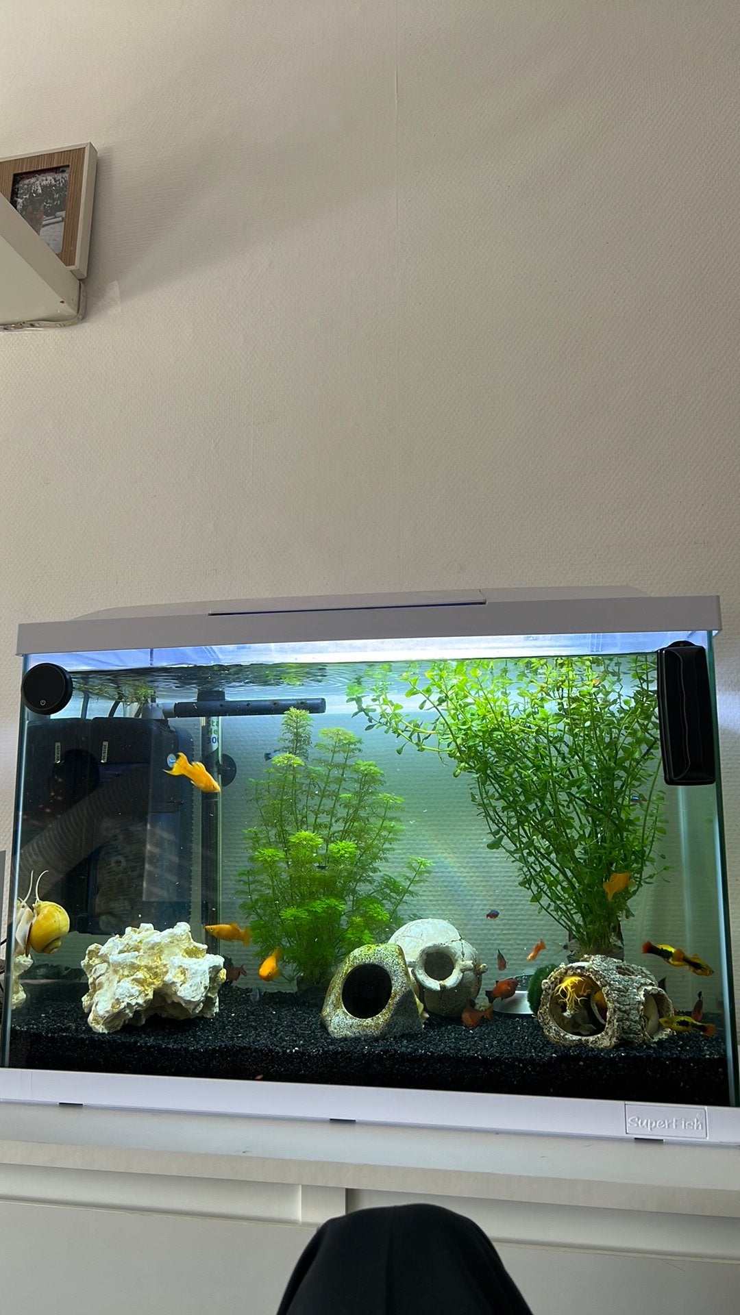 Zoetwater vissen te koop, Dieren en Toebehoren, Vis, Zoetwatervis, Schoolvis