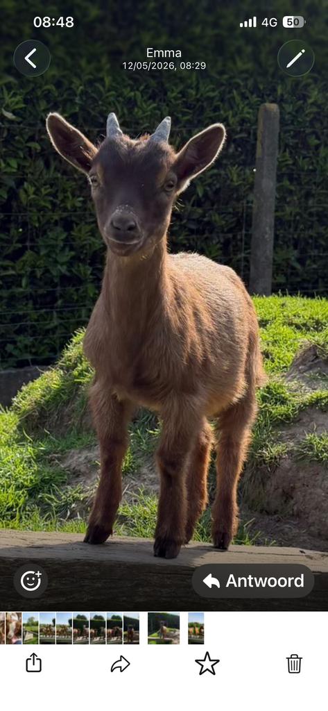 2bokjes, Mannelijk, Geit, 0 tot 2 jaar