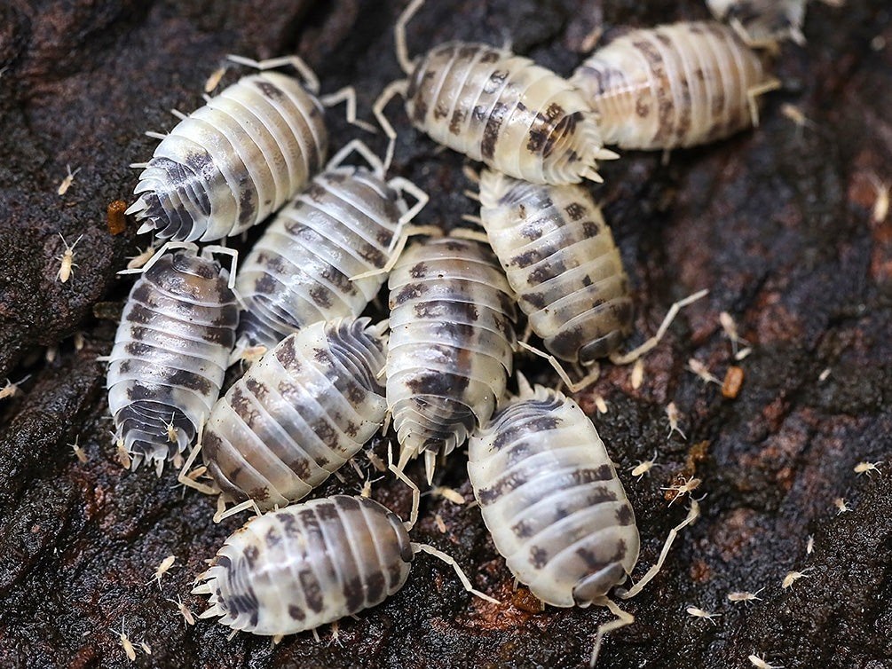 Porciellio Laevis "Dairy Cow", Dieren en Toebehoren, Insecten en Spinnen, Overige soorten