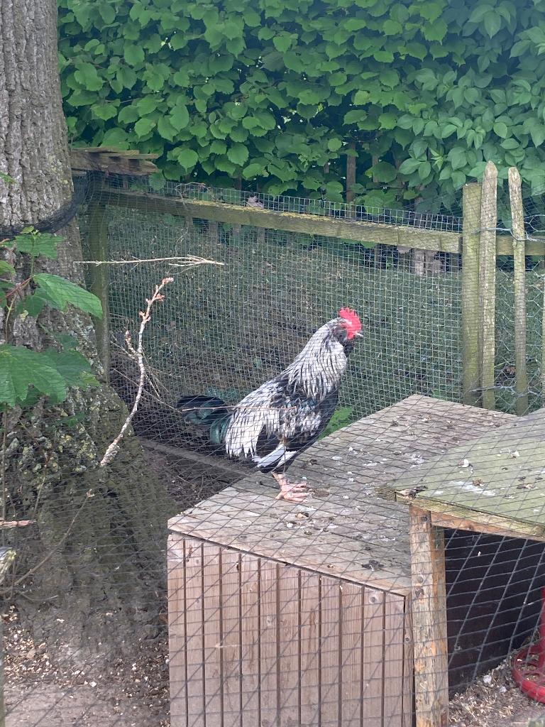 Haantjes, Dieren en Toebehoren, Pluimvee, Mannelijk, Kip