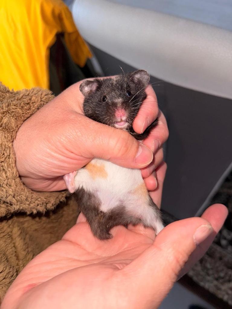 Goudhamster, Dieren en Toebehoren, Knaagdieren, Hamster, Maart, Vrouwelijk, Tam
