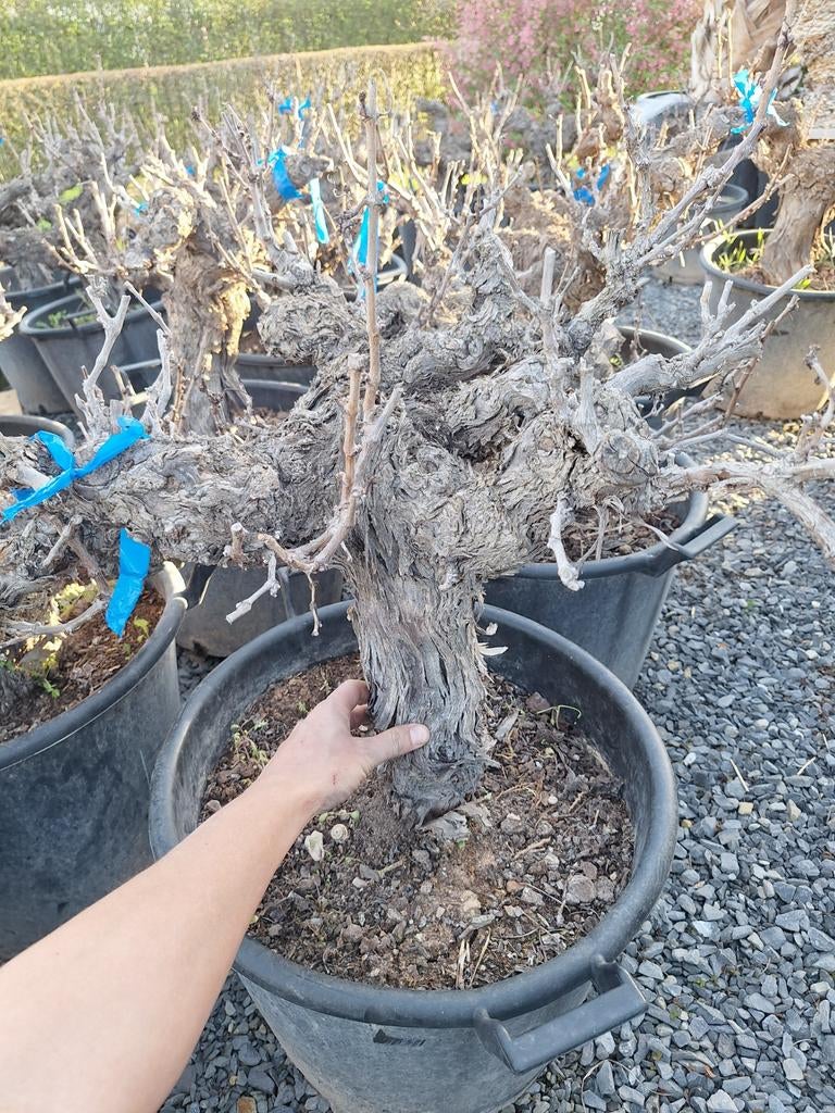 Vieilles vignes (muscat rouge), Jardin & Terrasse, Plantes | Jardin, Enlèvement ou Envoi