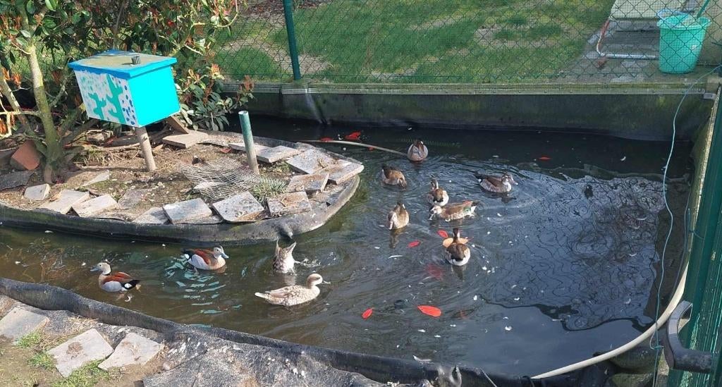 Roodschoudertaling, Dieren en Toebehoren, Vogels | Overige Vogels, Meerdere dieren, Geringd