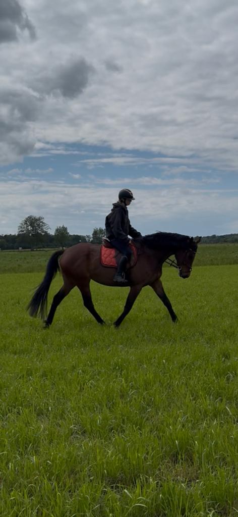 Brave 8 jarige merrie, Jument, 160 à 165 cm, Cheval de récréation, 7 à 10 ans