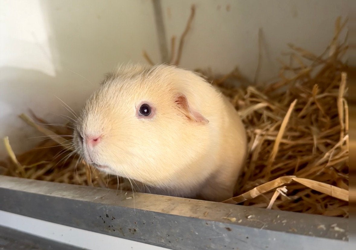 Cavia beertje, Ophalen