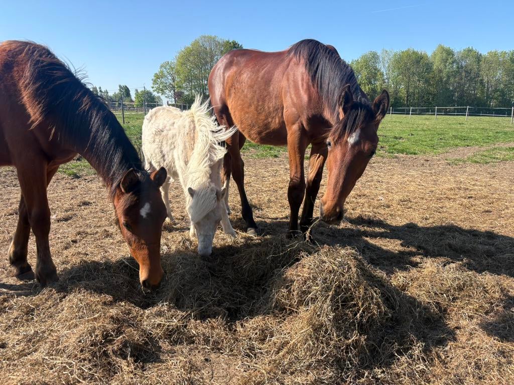 Veulens 2025 te koop, Dieren en Toebehoren, Hengst, Z