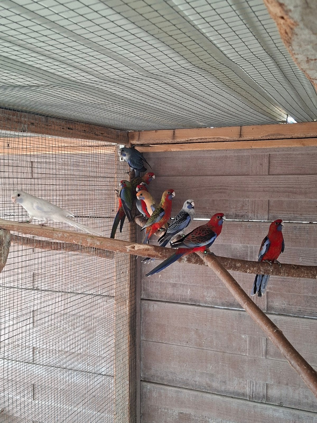 Rosella's en Pennanten, Geringd
