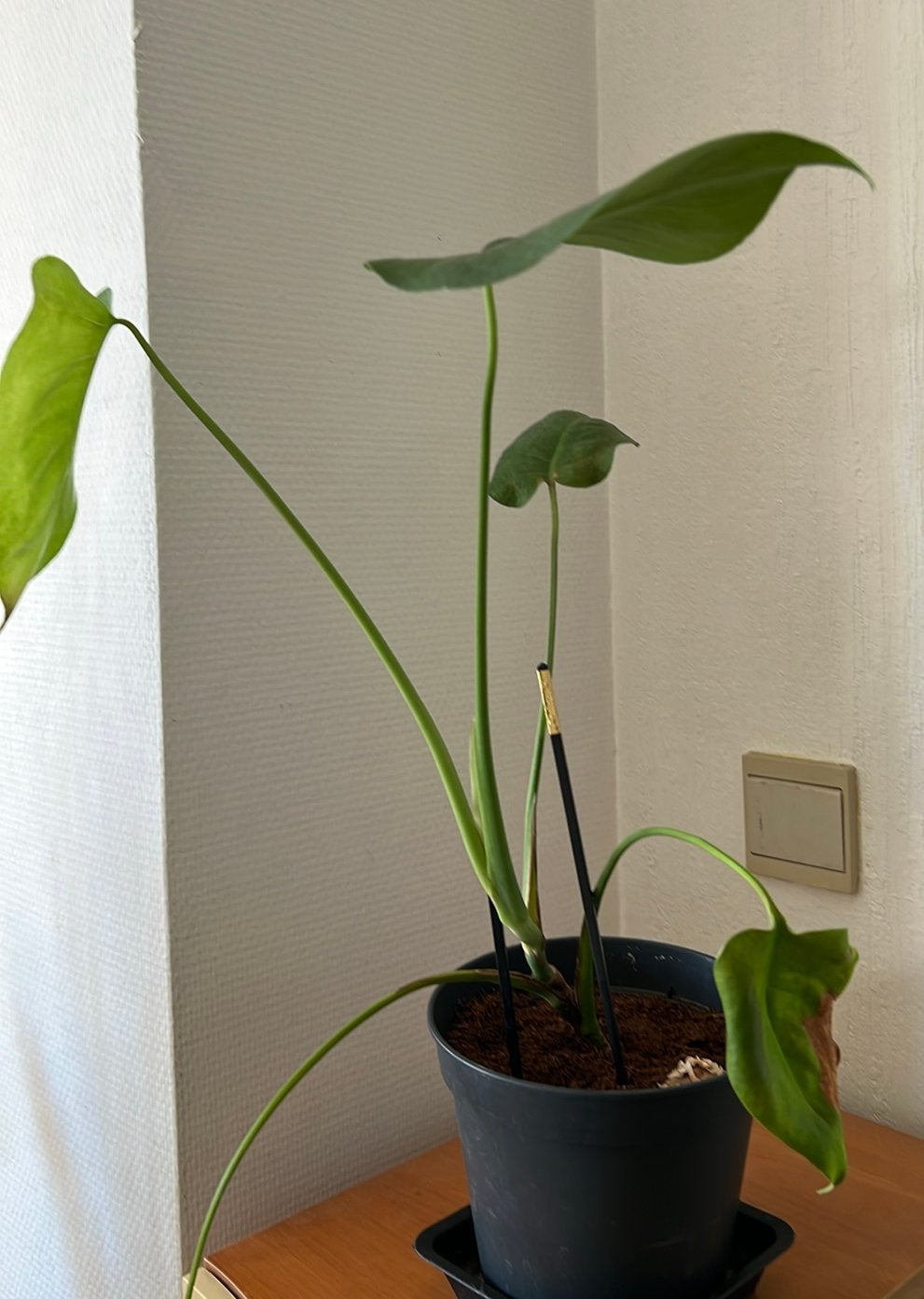 Monstera Deliciosa - A saisir !, Enlèvement