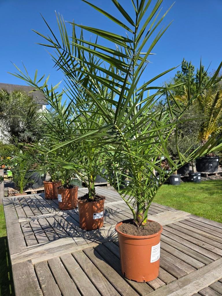 Phoenix Canariensis - dadelpalm, Tuin en Terras, Ophalen