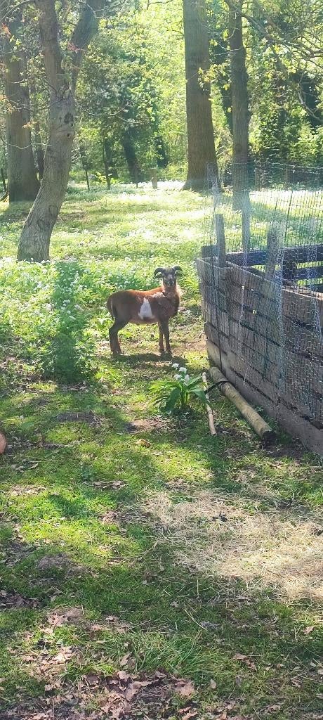 Kameroen bok, Dieren en Toebehoren, Mannelijk, Schaap, 0 tot 2 jaar