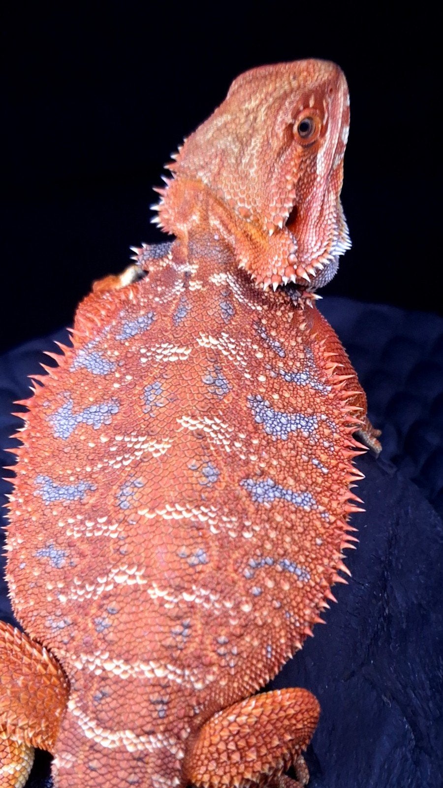 50% Red Monster Blue Tiger Baardagaam Man + 50% Korting, Lézard, 0 à 2 ans