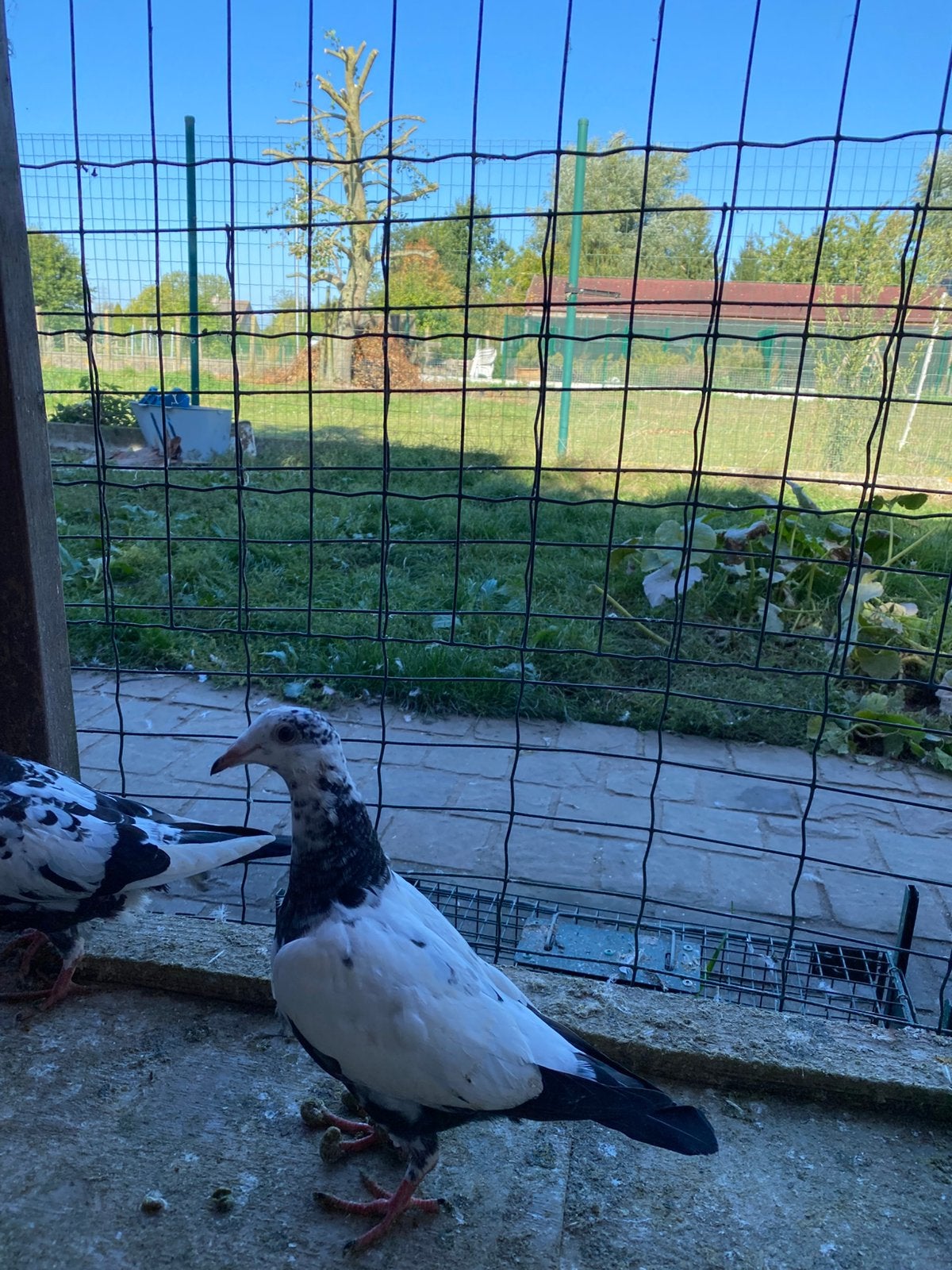 Pitrain duiven, Dieren en Toebehoren, Meerdere dieren, Postduif