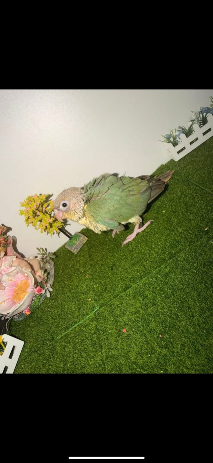 Conure molinae, Sexe inconnu, Perruche, Parleur