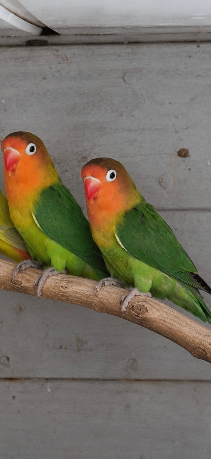 Agapornis, Dieren en Toebehoren, Vogels | Parkieten en Papegaaien