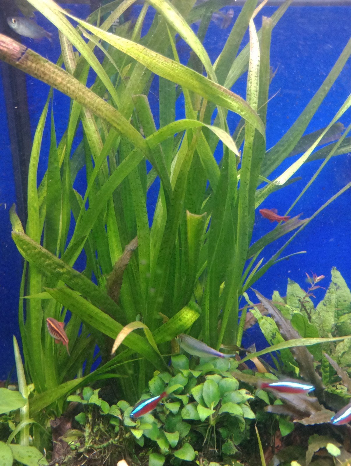 Aquarium planten..vallisineria.. gratis ophalen