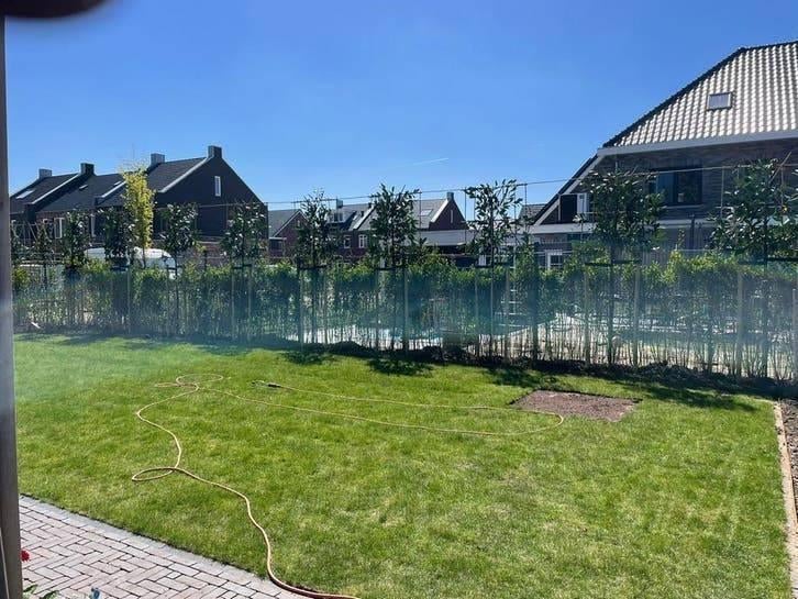 Leibomen & Hagen – Portugese Laurier, Leilinde en Steeneik, Tuin en Terras, Ophalen of Verzenden